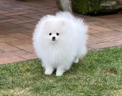 Zwergspitz Pomeranian Boo Ahnentafel