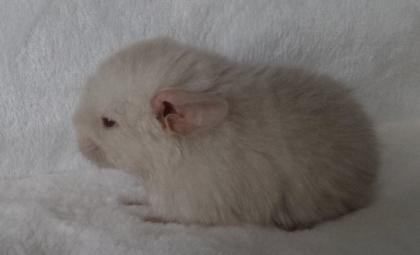 Chinchilla Jungtier Beige Männchen