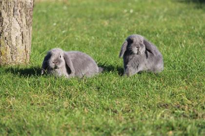 Hobbyzucht zur Eder, Kaninchen, Zwergwidder