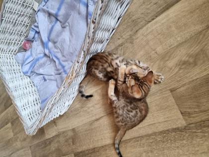 Bengalkitten mit Stammbaum