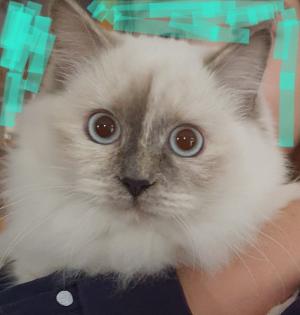 2 traumhafte Ragdoll Kitten (geimpft) suchen traumhaftes Zuhause