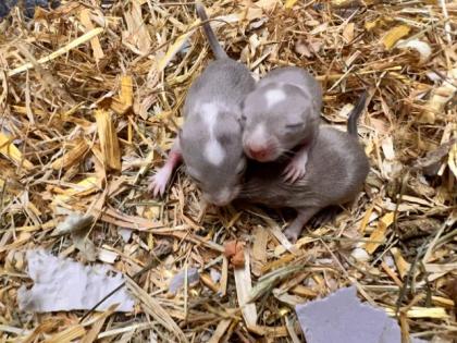 Mongolische Rennmäuse / Gerbil in und um Hamburg abzugeben