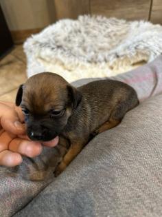 Chihuahua-Zwergpinscher Mischlings Welpen