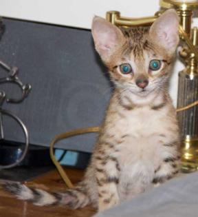 Bengalen und Bengalinen :) Bengal Kitten Katzen Kater Katze