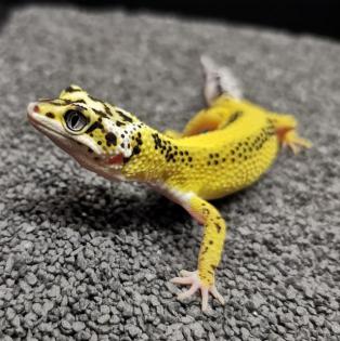 Leopardgecko NZ 2024 Lemon Frost