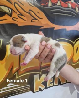 American Bully Welpen Standard / Classic