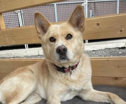 Chizuko - Akita Inu-Mischling - freundlich, verträglich