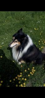 Süße colliebabys langhaar Rüden und Hündinnen