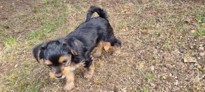 Yorkshire Terrier Welpe