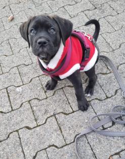 Schweiz-Zürich: Sehr schöne Cane Corso Welpen suchen ein Zuhause