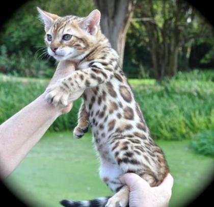 Reinrassige Bengal Kitten