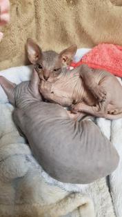 Sphynx-Kitten, Don-Sphynx noch zu haben! 13 Wochen alt