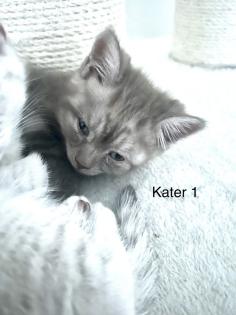 BKH Kitten suchen ab 17.05 ein neues Zuhause