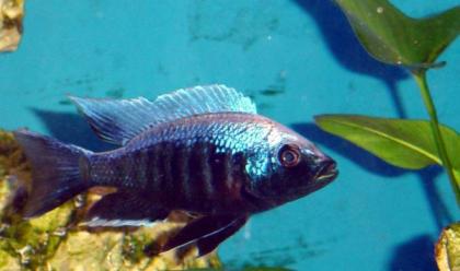 Copadichromis mloto ivory lupingu WFNZ