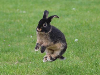 Hobbyzucht zur Eder, Kaninchen, Zwergwidder