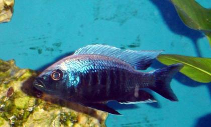 Copadichromis mloto ivory lupingu WFNZ