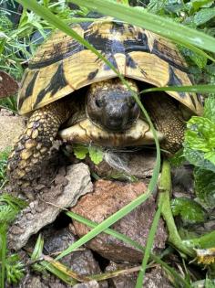 Griechische Landschildkröten THB suchen ein neues Zuhause