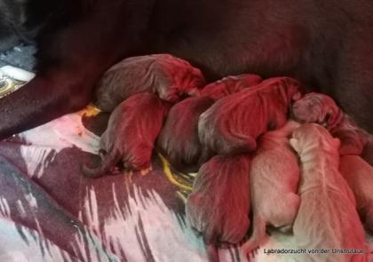 Typvolle Labradorwelpen mit Papieren in den Farben silber und charcoal