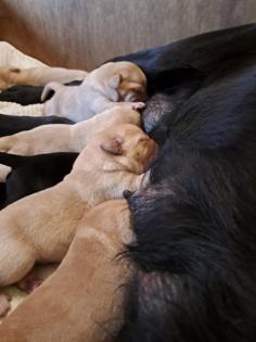 Verkaufe reinrassige Labradorwelpen