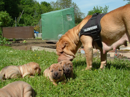 Shar pei welpen