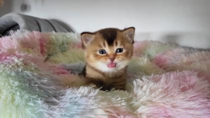 Bkh Kitten in seltener Farben.Stammbaum