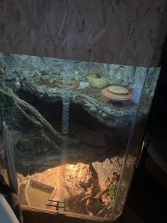 2 Königspythons und eine boa constrictor imperator abzugeben(inkl. Terra)