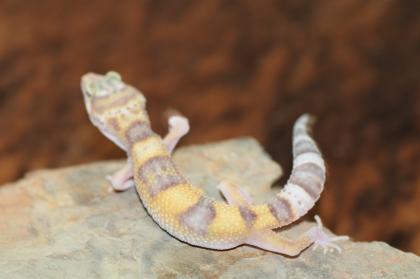 Leopardgecko Super Giant 0.1