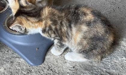 5 süße Katzenbabys abzugeben