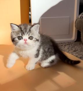 Exotic Shorthair Kitten (männlich): Fibie sucht eine neue Familie - mit Stammbau