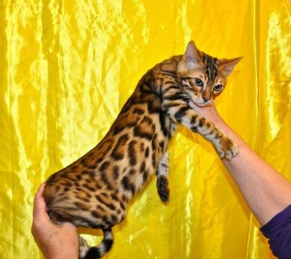 Wunderschöne Bengalkitten aus exklusiver Hobbyzucht