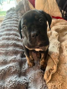 Lablador cane corso Welpen mix