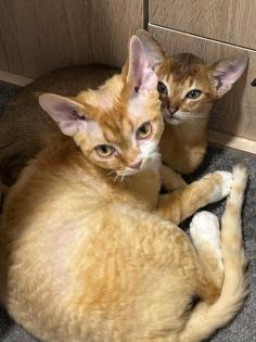 Devon Rex Kater Amour (10 Monate, kastriert) - verspielt und sehr liebevoll