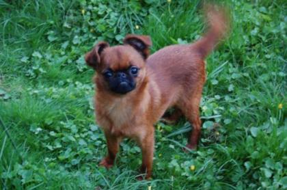 Zwerggriffon Welpen Belgischer und Petit Brabançon Griffon