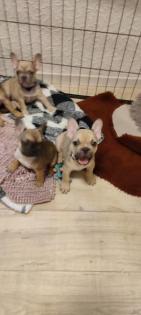 Französische Bulldogge Welpen
