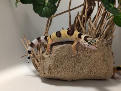 Leopardgecko aus Rostock 24.11.2024