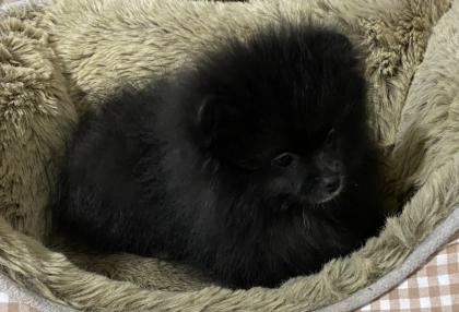 Zwergspitz Pomeranian Boo Ahnentafel