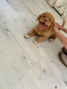 Nova Scotia Duck tolling Retriever Welpen