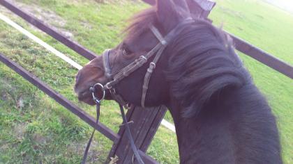 Reitpony günstig abzugeben 