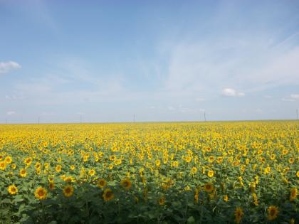 800 Ha Ackerland in Südrumänien zu erwerben 1700euro/Ha