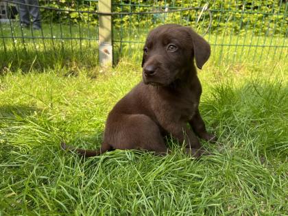 Reinrassiger Labrador Welpe Abgabebereit