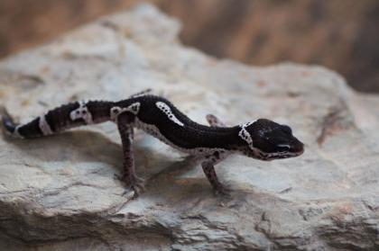 Leopardgecko Weibchen Black Night mack snow