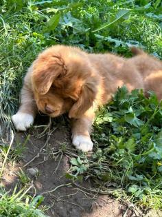 Nova Scotia Duck tolling Retriever Welpen