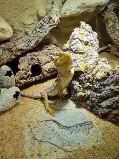 Bartagame (m) mit großem Terrarium, Quarantäneterrarium inkl. Beleuchtung und vi
