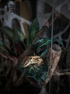 Gargoylegecko 1.0 Adult