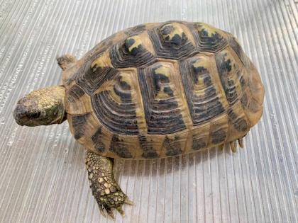 4 Griechische Landschildkröten (Testudo hermanni-hermanni)