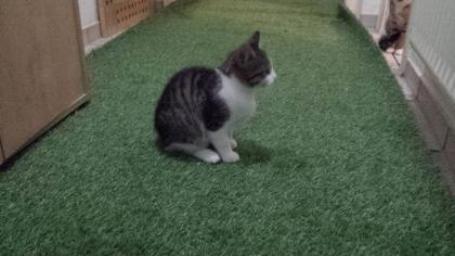 Katze - Kitten (3-Monate-alt)