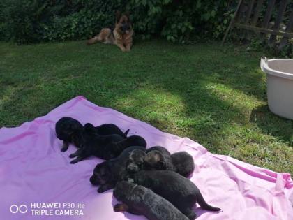 Verk. Deutsche Schäferhunde mit Papiere schwarz-braun ab Ende Juni