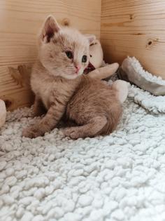 BKH Kitten Kater creme