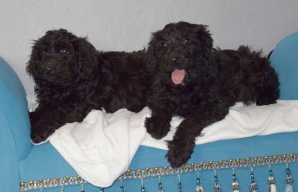 Zauberhafte Blackdoodle ( Goldendoodle) Welpen abzugeben