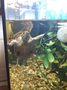 Wasserschildkröte inkl. Aquarium & Zubehör